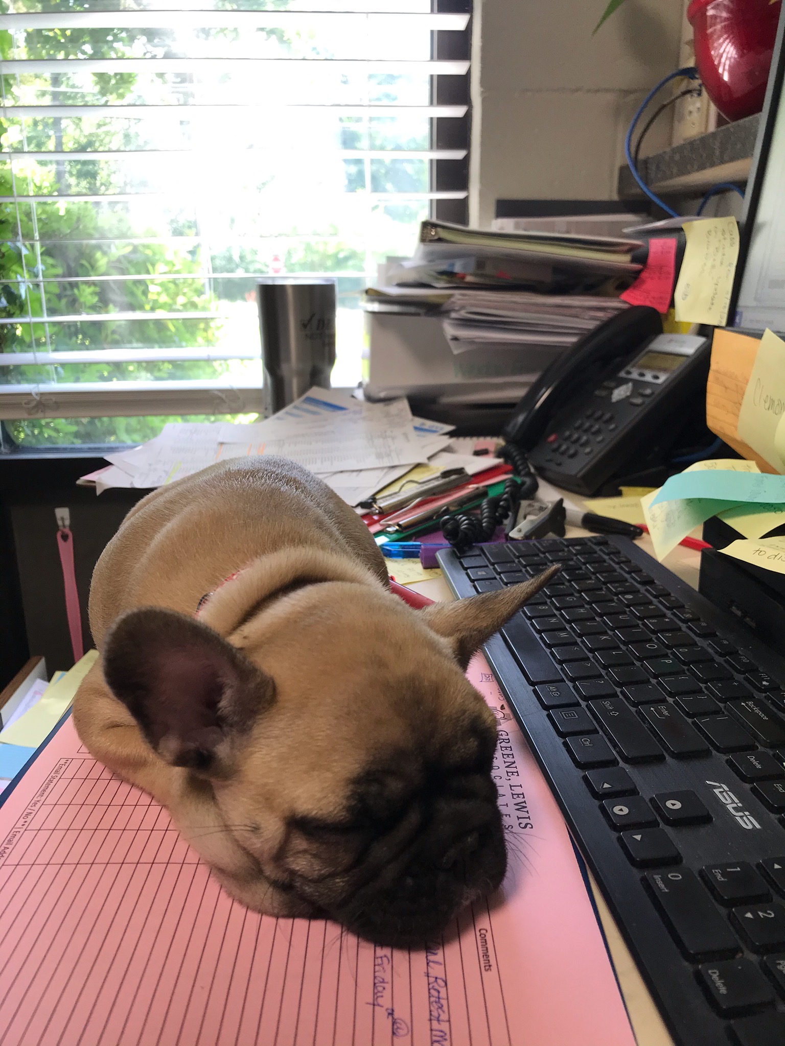 dog sleeping on desk